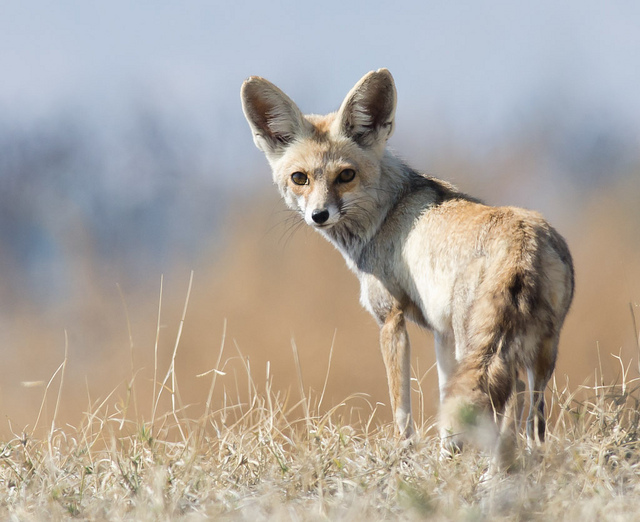 Indian fox in Desert National Park