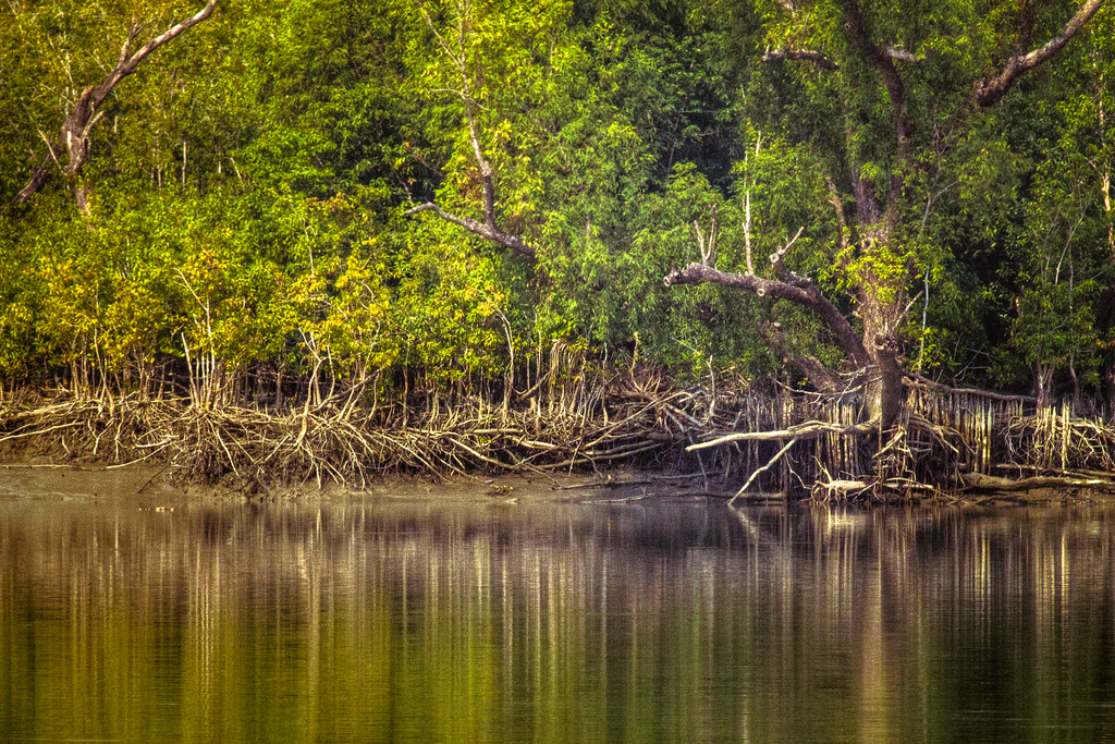 The beautiful and haunting Sunderbans